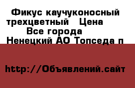 Фикус каучуконосный трехцветный › Цена ­ 500 - Все города  »    . Ненецкий АО,Топседа п.